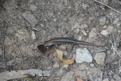 Lampropholis guichenoti