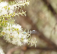 Pseudagrion aureofrons