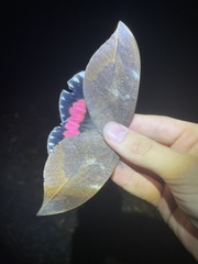 Phyllodes imperialis smithersi