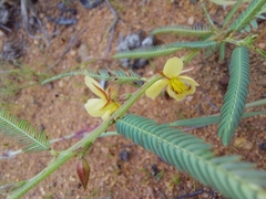 Chamaecrista plumosa