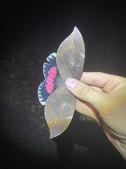 Phyllodes imperialis smithersi