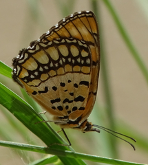 Byblia