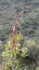 Tillandsia francisci