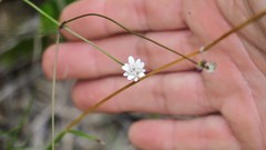 Alepidea capensis