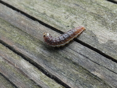 Sunira circellaris