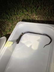 Cacophis harriettae