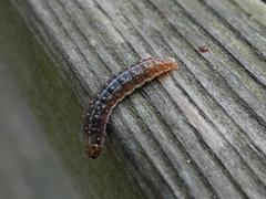 Sunira circellaris