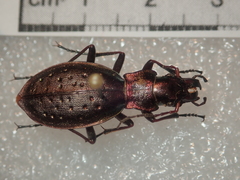 Carabus irregularis irregularis