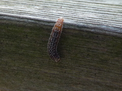 Sunira circellaris
