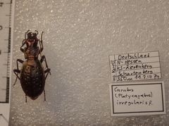 Carabus irregularis irregularis
