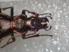 Carabus irregularis irregularis