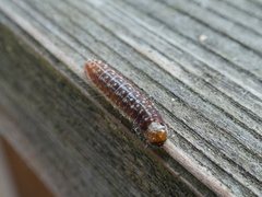 Sunira circellaris