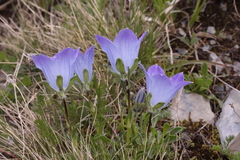 Campanula tridentata biebersteiniana