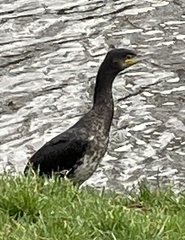 Phalacrocorax carbo