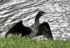Phalacrocorax carbo
