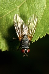 Emmesomyia