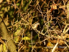 Dicaeum ignipectus formosum
