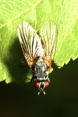 Emmesomyia