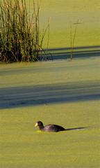 Fulica ardesiaca