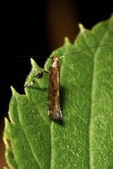 Calybites phasianipennella