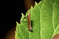 Calybites phasianipennella