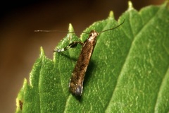 Calybites phasianipennella