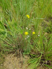 Lasiosiphon sericocephalus