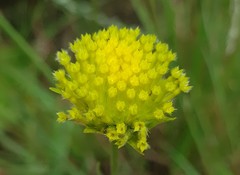 Lasiosiphon sericocephalus