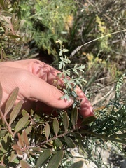 Ruta angustifolia