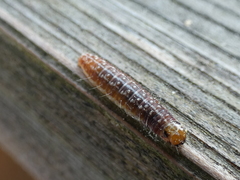 Sunira circellaris