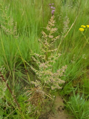 Eragrostis gummiflua