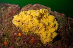 Halichondria sitiens