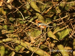 Aegithalos concinnus concinnus