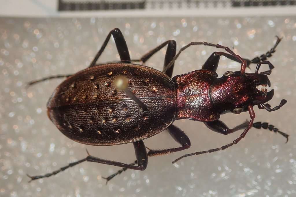Carabus irregularis