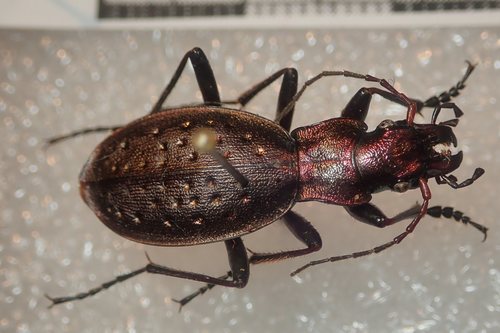 Carabus irregularis