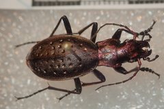 Carabus irregularis irregularis