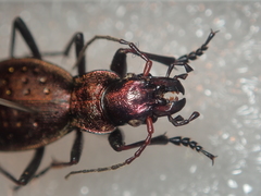 Carabus irregularis irregularis