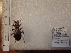 Carabus irregularis irregularis