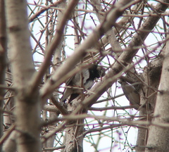 Spodiopsar cineraceus