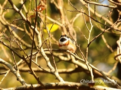 Aegithalos concinnus concinnus
