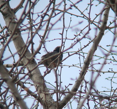 Spodiopsar cineraceus