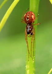 Pachygnatha listeri