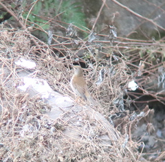 Turdus pallidus
