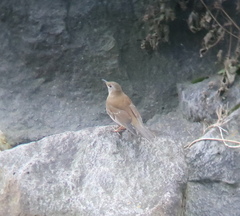Turdus pallidus