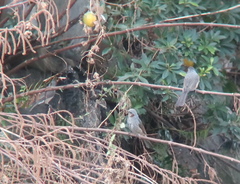 Hypsipetes amaurotis