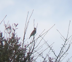 Turdus eunomus