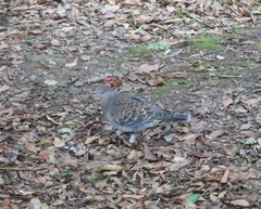 Streptopelia orientalis
