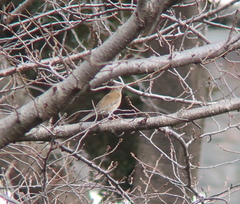 Turdus pallidus