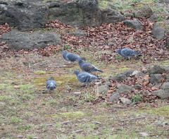 Columba livia domestica