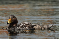 Tachyeres brachypterus